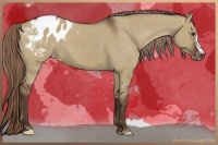 Horse Color:Liver Red Dun Appaloosa