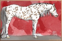 Horse Color:Bay Dun Appaloosa 