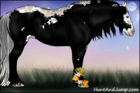 Horse Color:Buckskin Ice Dun Sabino Frame Rabicano 