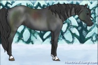 Horse Color:Blue Roan 