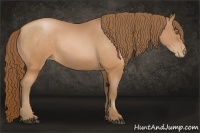 Horse Color:Brown Pearl Sabino