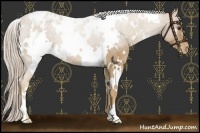 Horse Color:White Spotted Palomino Varnish 