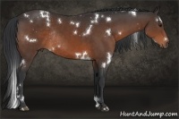 Horse Color:White Spotted Brown Rabicano 