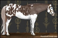 Horse Color:Liver Chestnut Sabino Splash Appaloosa 