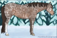 Horse Color:Liver Chestnut Ice 