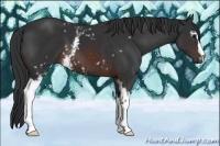 Horse Color:White Spotted Brown 
