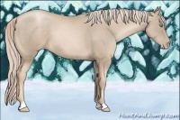 Horse Color:Chocolate Palomino Pearl