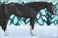 Horse Color:Liver Chestnut Sabino 