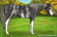 Horse Color:White Spotted Liver Chestnut 