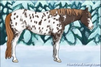 Horse Color:White Spotted Liver Chestnut Appaloosa 