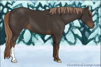 Horse Color:Liver Chestnut 