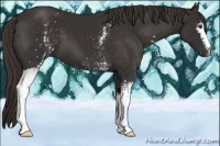 Horse Color:White Spotted Liver Chestnut