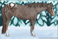 Horse Color:Liver Chestnut Sabino Appaloosa 