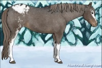 Horse Color:White Spotted Liver Chestnut Appaloosa 