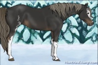 Horse Color:White Spotted Liver Chestnut 