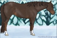 Horse Color:Liver Chestnut 