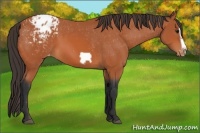 Horse Color:Bay Splash Frame Appaloosa 