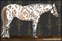Horse Color:Buckskin Near Leopard 