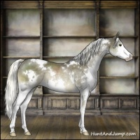 Horse Color:White Spotted Liver Chestnut Mushroom Splash Rabicano 