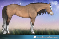 Horse Color:Bay Dun Splash 