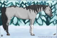 Horse Color:Grullo Chinchilla