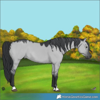 Horse Color:Grullo Chinchilla 