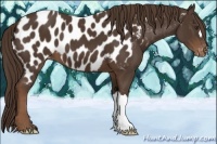 Horse Color:Liver Chestnut Near Leopard