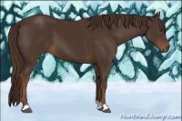 Horse Color:Liver Chestnut 