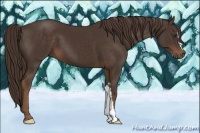 Horse Color:Liver Chestnut