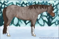 Horse Color:Liver Red Roan 