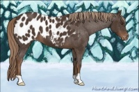 Horse Color:Liver Chestnut Appaloosa 