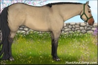Horse Color:Bay Dun