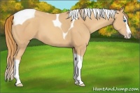 Horse Color:Gold Champagne Splash Tobiano