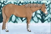 Horse Color:Chestnut Sabino