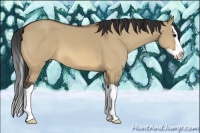 Horse Color:Bay Dun Splash