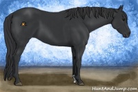 Horse Color:Black  and Black 
