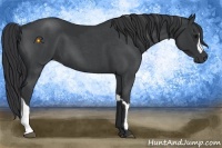 Horse Color:Black  and Blue Roan 