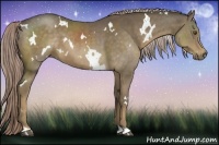 Horse Color:White Spotted Chocolate Palomino