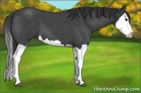 Horse Color:Blue Roan Splash 