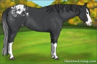 Horse Color:Blue Roan Splash Appaloosa 