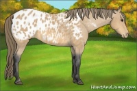 Horse Color:Buckskin Near Leopard