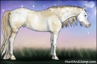 Horse Color:White Spotted Liver Red Dun Pearl Sabino Splash Rabicano 