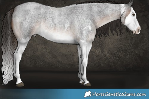 Horse Color:Liver Red Roan Sabino Splash Rabicano 
