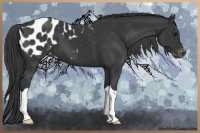 Horse Color:Black Appaloosa