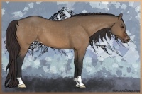 Horse Color:Brown Dun Appaloosa 