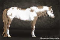 Horse Color:Liver Red Dun Frame Appaloosa 