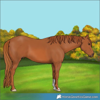Horse Color:Chestnut 