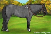 Horse Color:Blue Roan Rabicano 