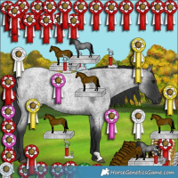 Horse Color:Blue Roan Rabicano 