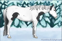 Horse Color:Black Sabino Splash Tobiano 
